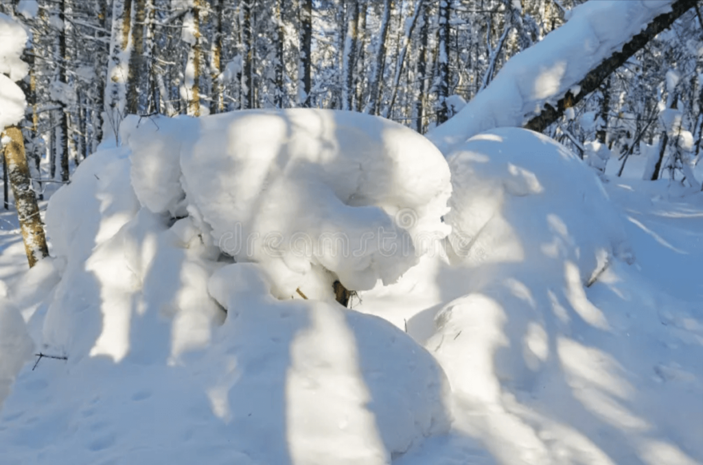 Massive Snowy Forest